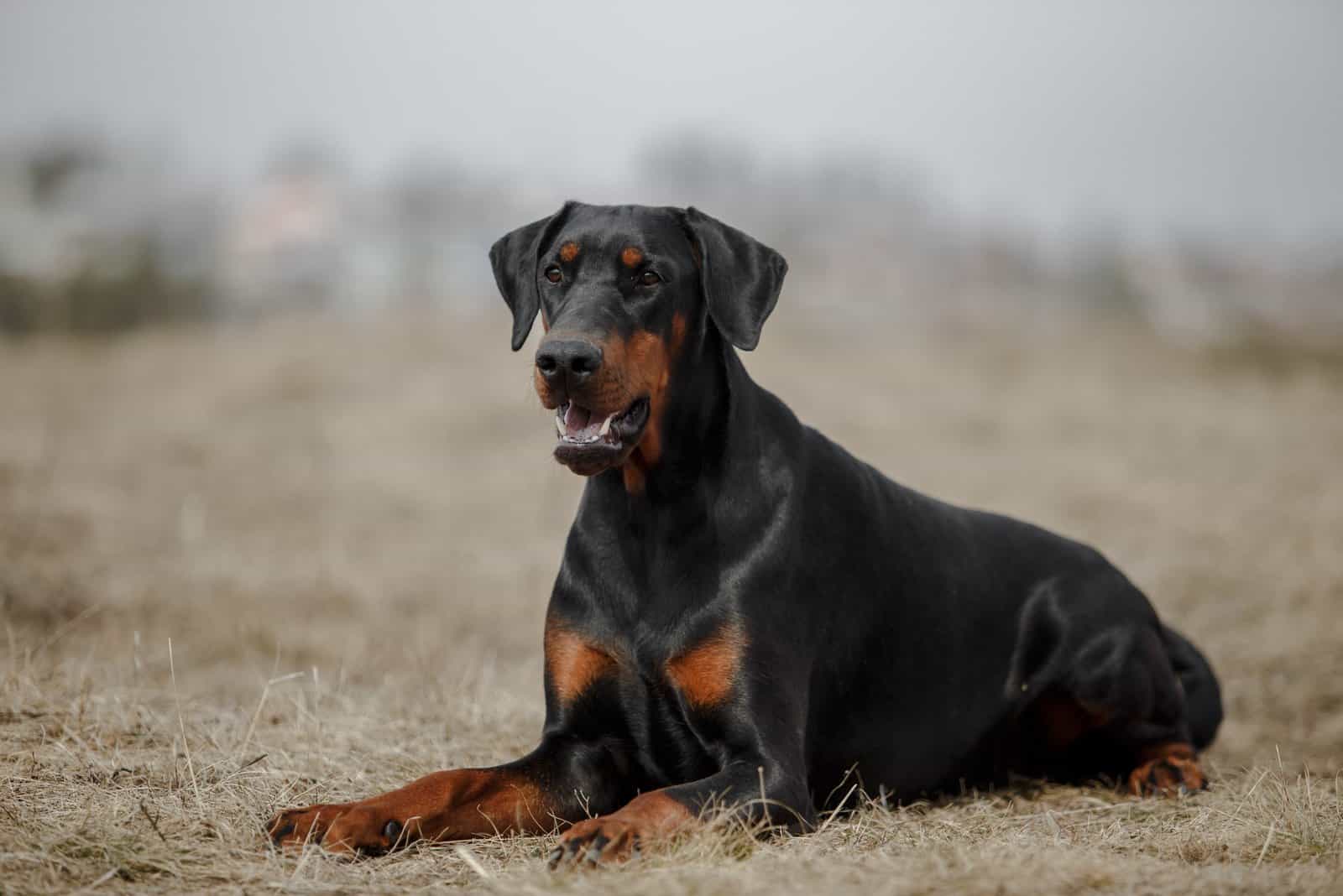 do dobermans need a lot of attention