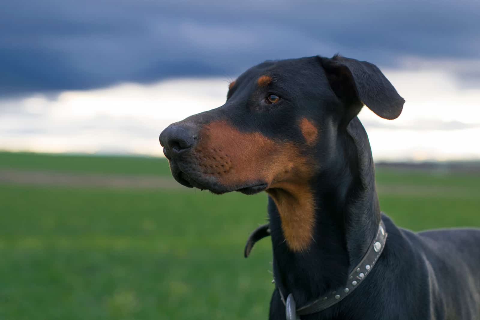 Doberman Ridgeback standing in field