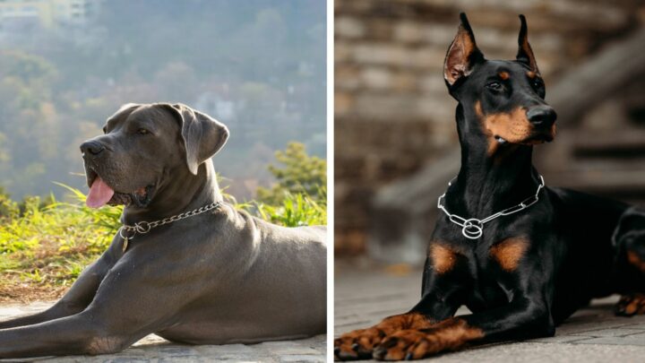 Doberman Vs. Great Dane: Which Is The Best Dog For You?