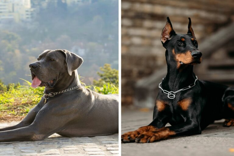 Doberman and Great Dane
