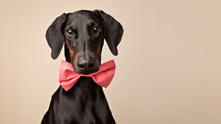 Doberman With Uncropped Ears: The Truth About Ear Cropping