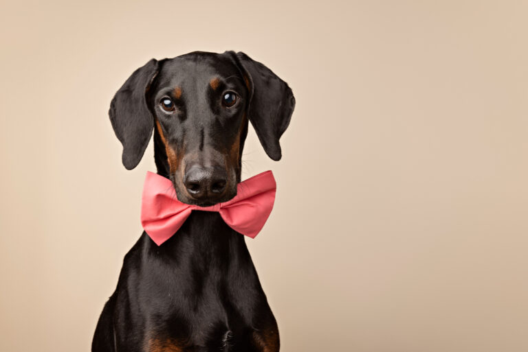 doberman with uncropped ears wearing a bow