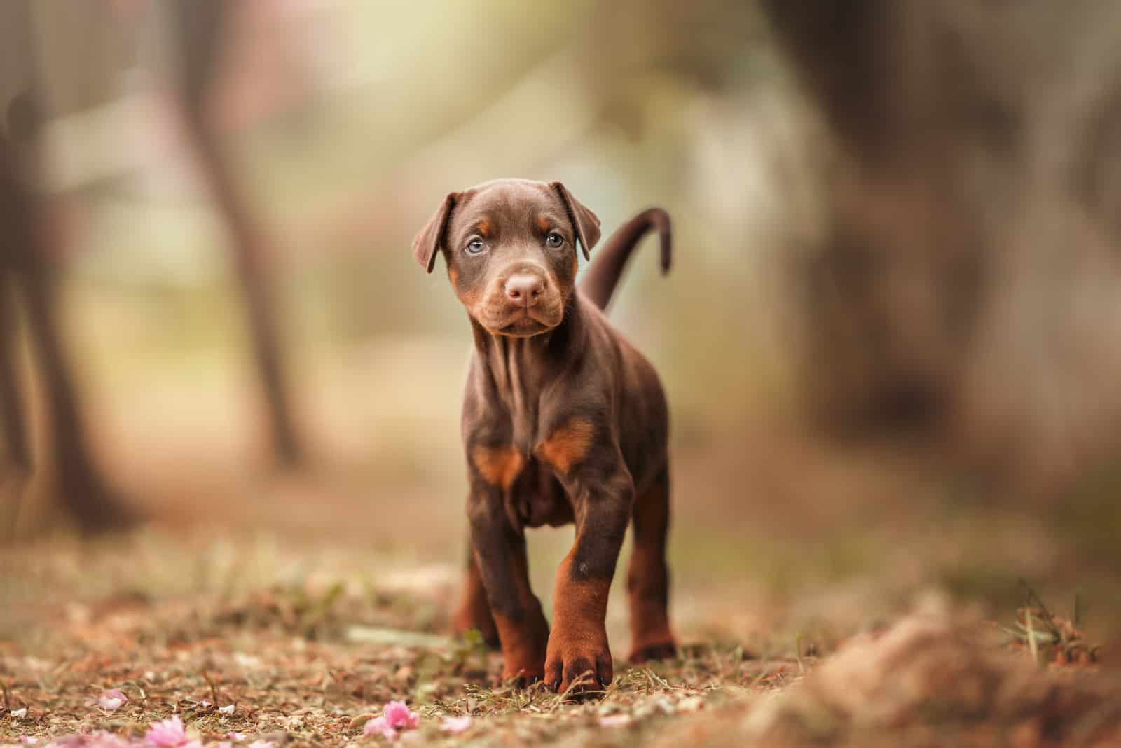 Doberman puppy walking in woods