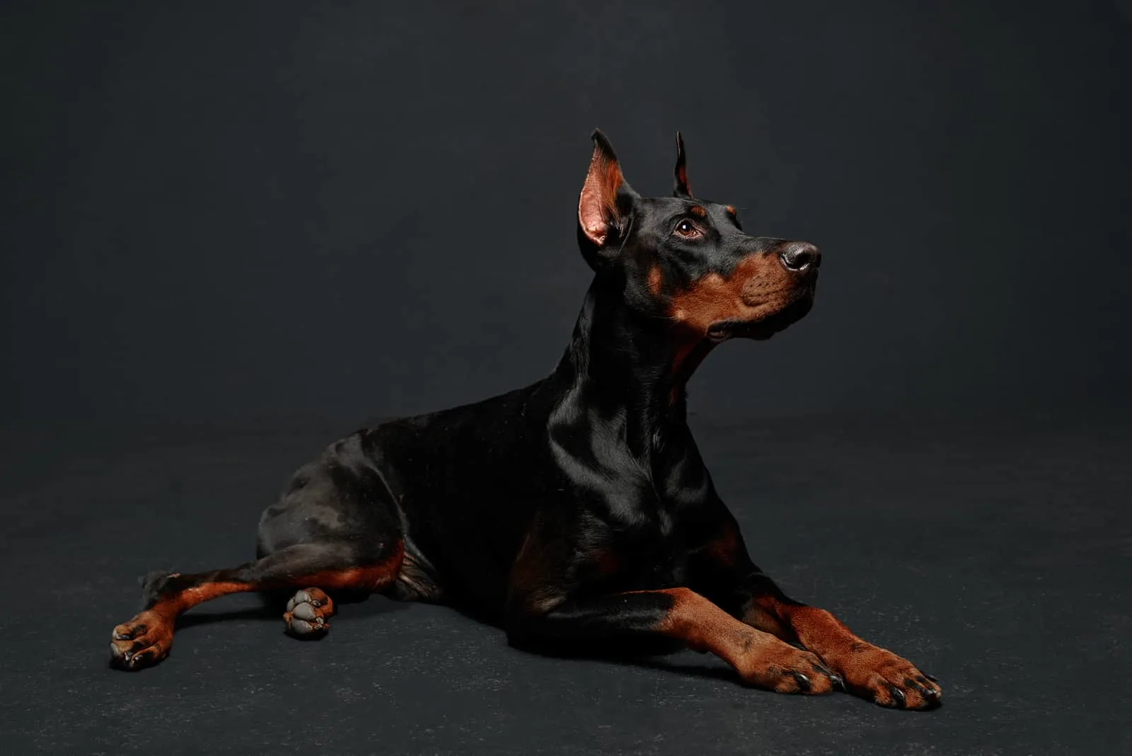 Doberman Growth Chart Growing Up Healthy