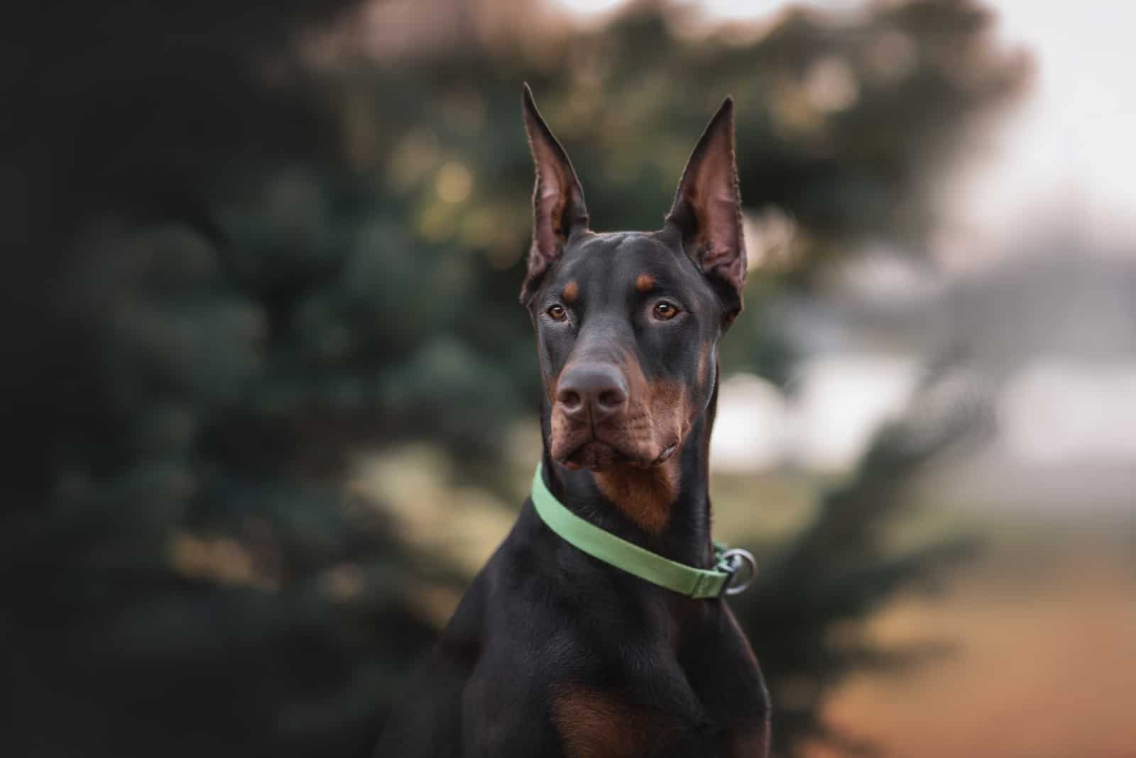 Doberman standing outside