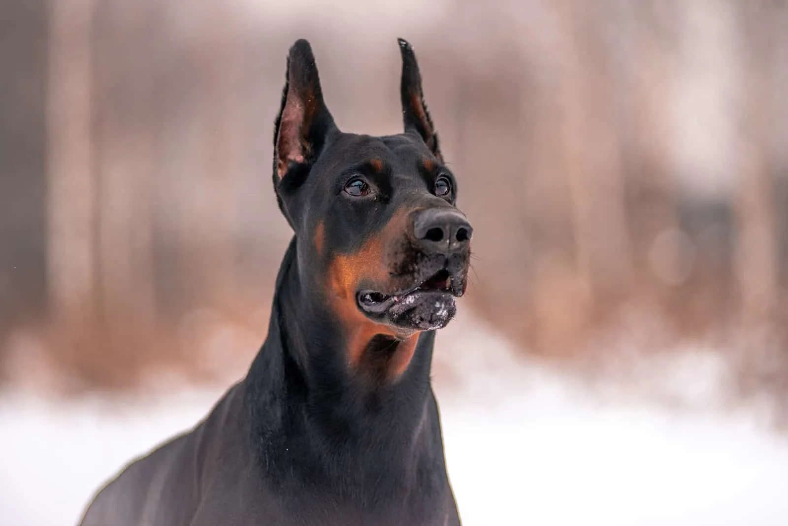 Doberman with snow in background
