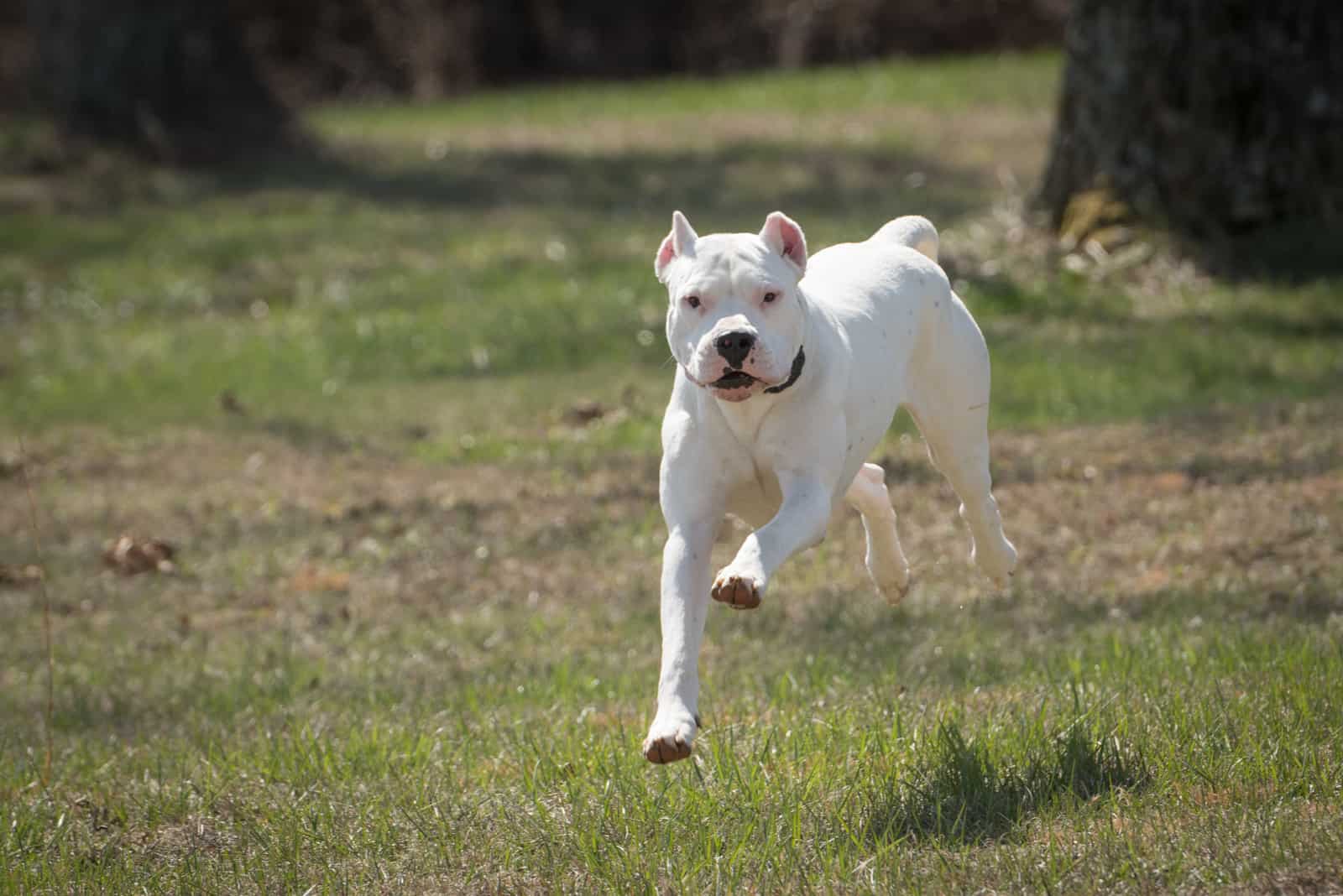 Dogo Argentino running outside