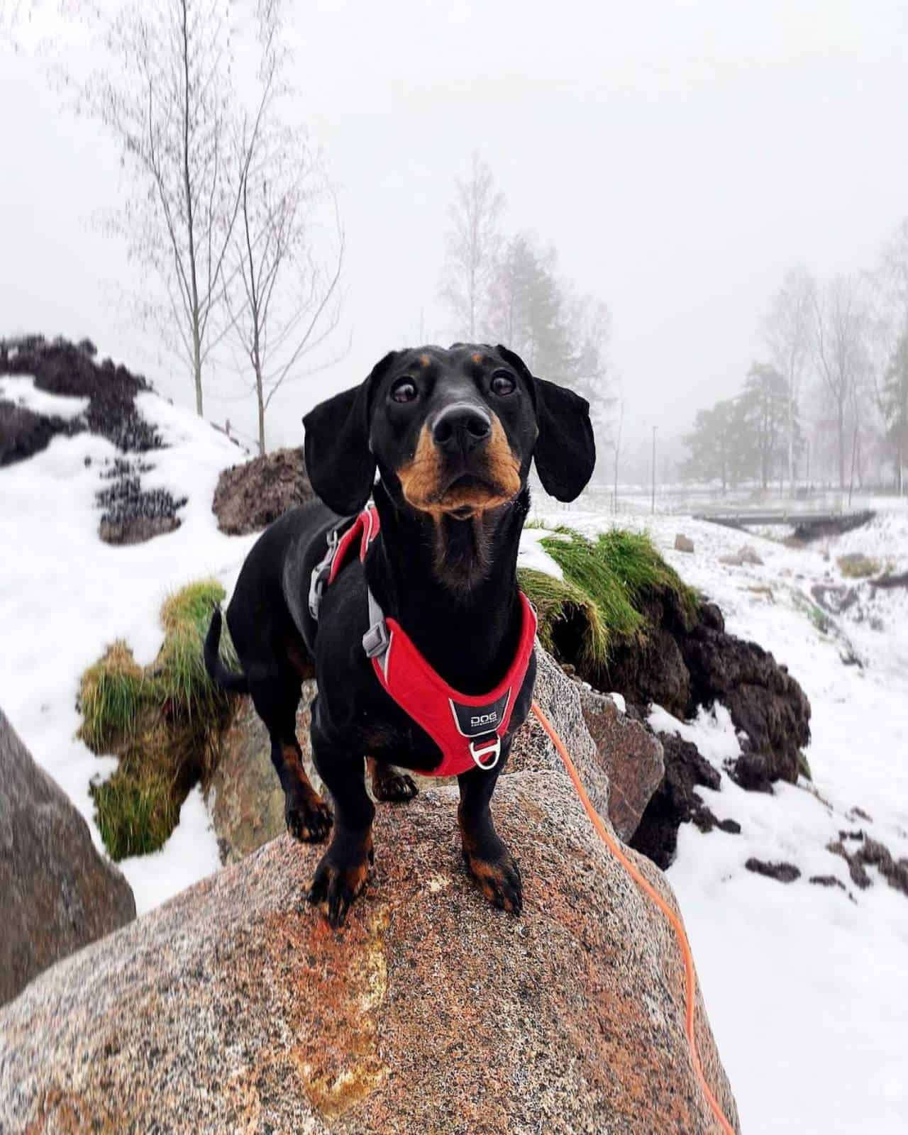 Doxie Pin is standing outside on a rock