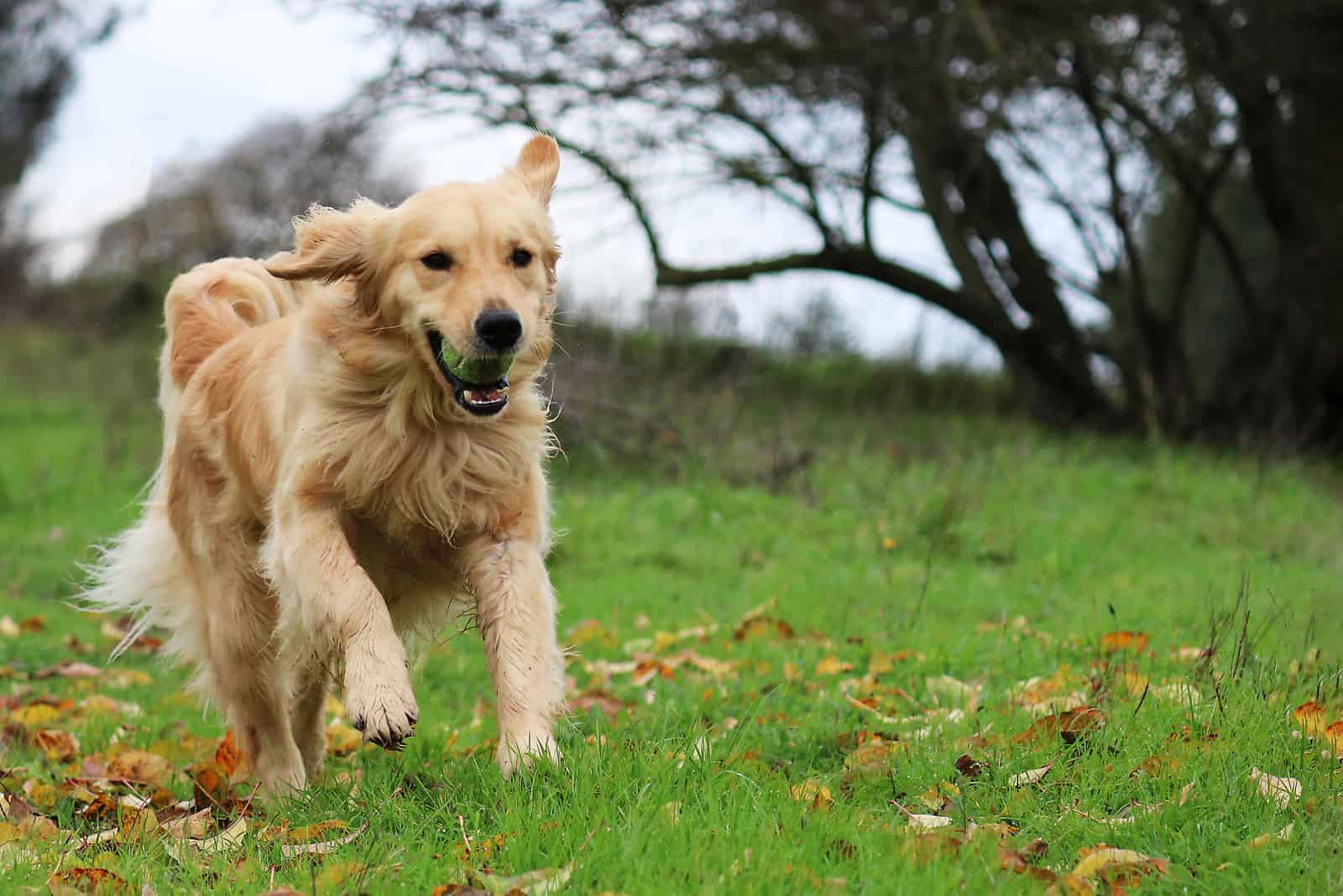 Field Golden Retriever running outside