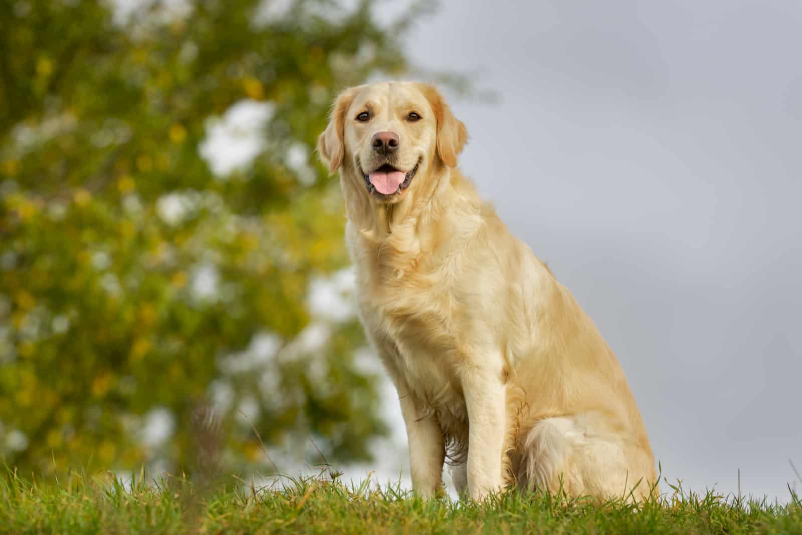 Field Golden Retriever standing looking at camera