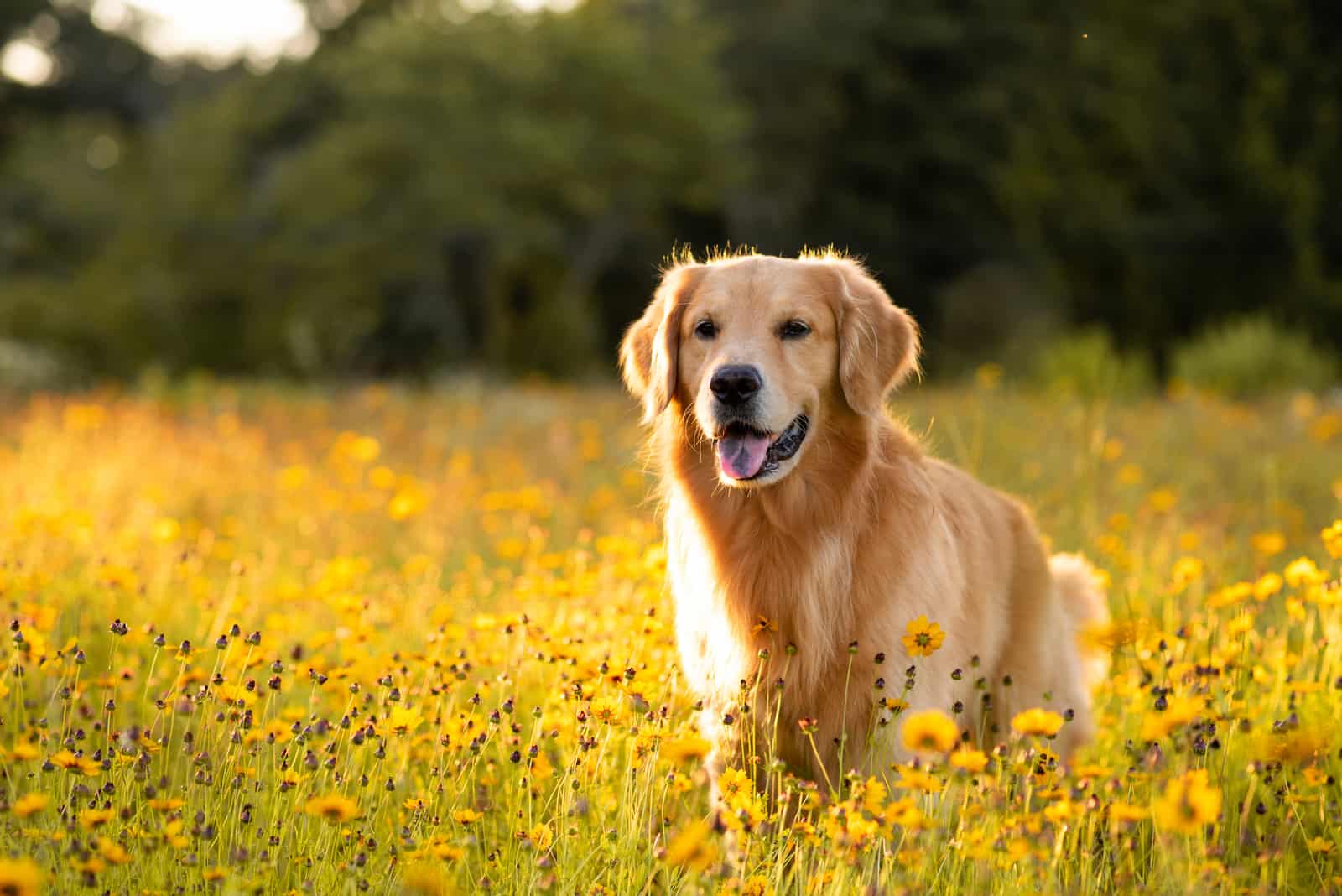 Field Golden Retriever walking in flowers