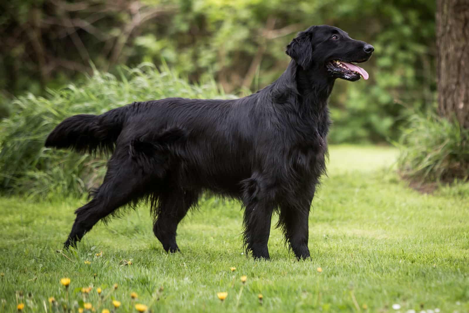 Flat-Coated Retriever standing on grass