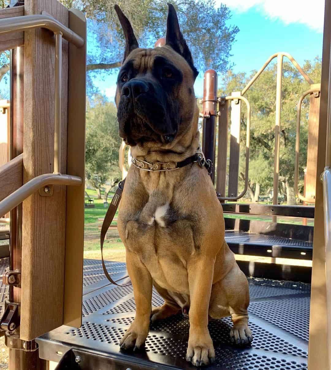 French Bull Dane sits and looks at the camera