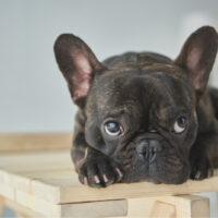 close-up view of adorable black french bulldog lying on wooden table