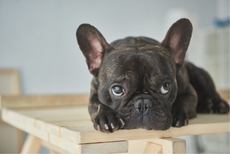 close-up view of adorable black french bulldog lying on wooden table