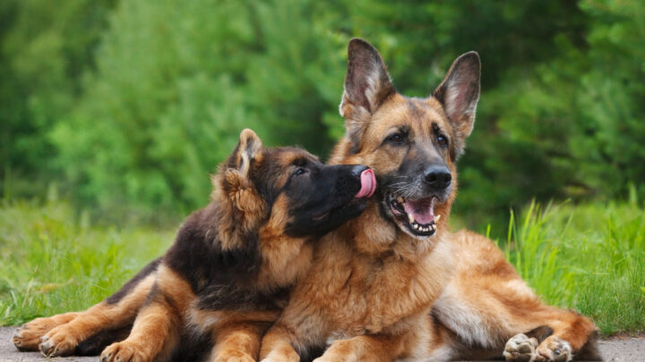 German Shepherd Growth Chart: How Big Your GSD Will Be?