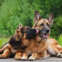 german shepherd puppy licking the adult german shepherd