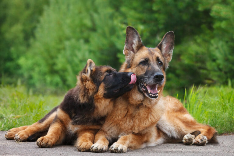 german shepherd puppy licking the adult german shepherd
