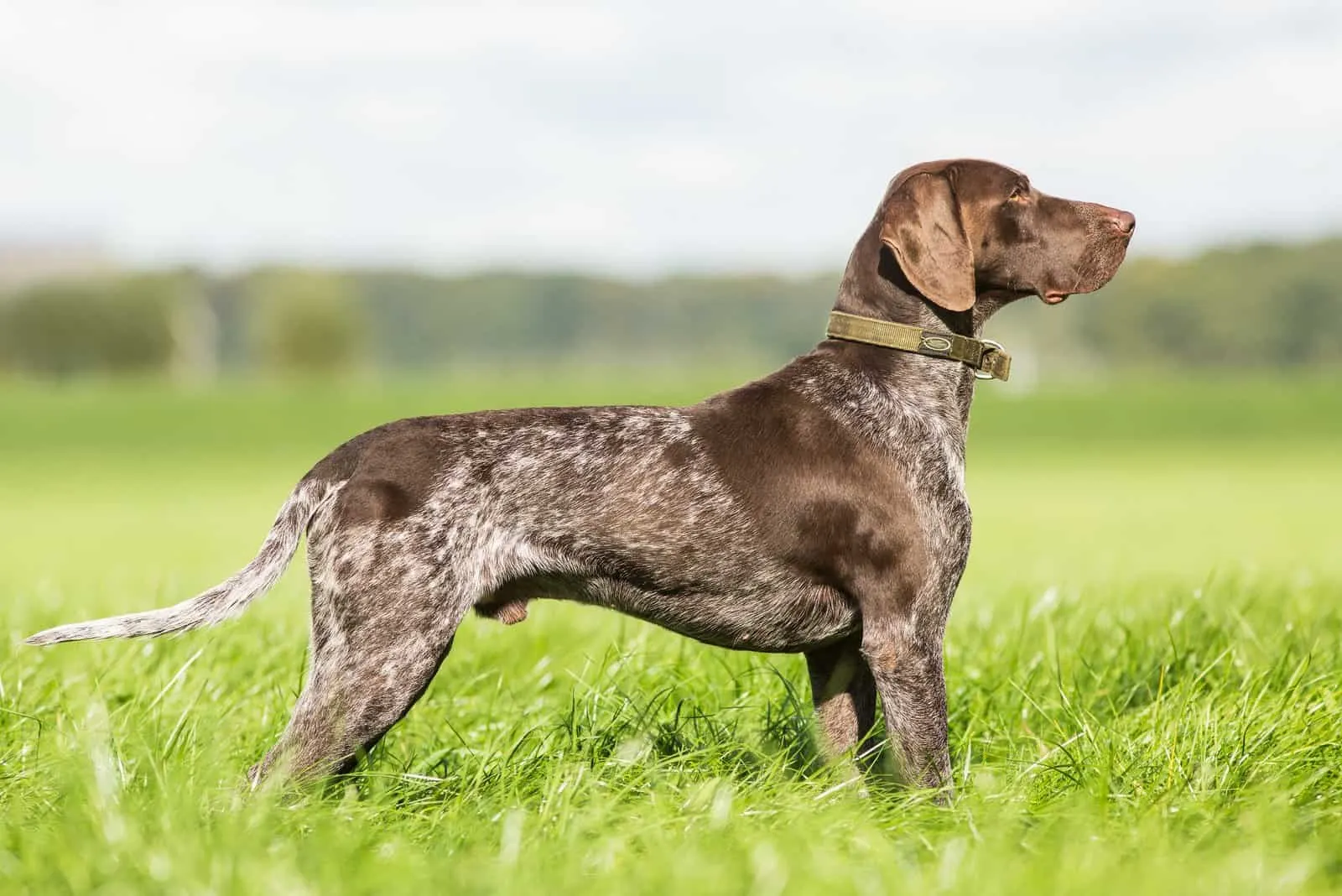 German Shorthaired Pointer standing outside 