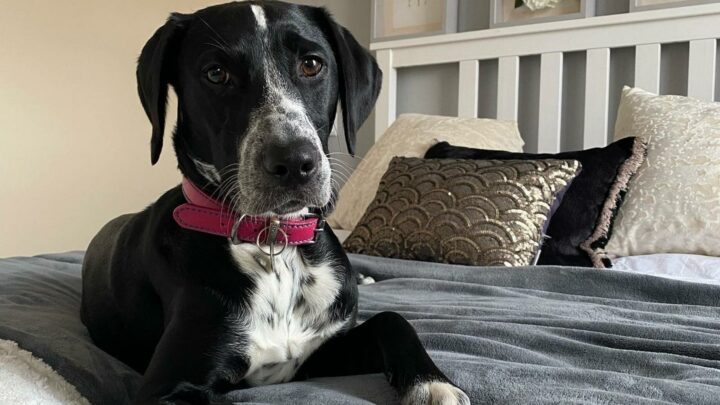 Golden Retriever Dalmatian Mix: What Cuteness Looks Like