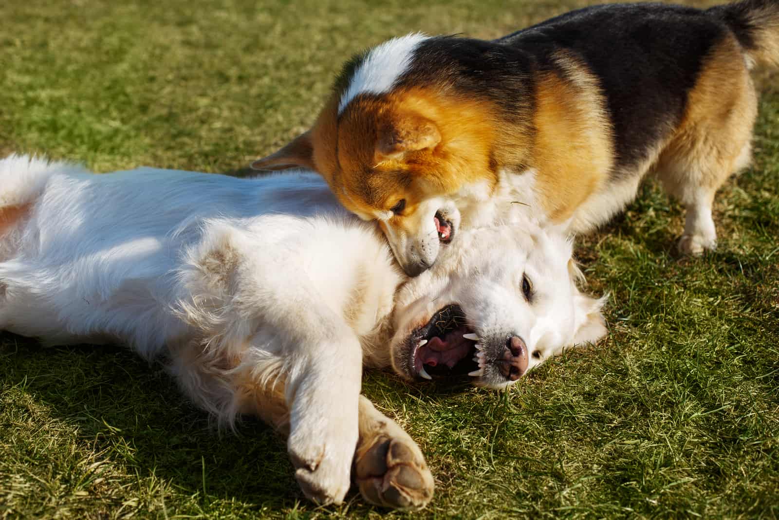 Golden Retriever playing with another dog on grass