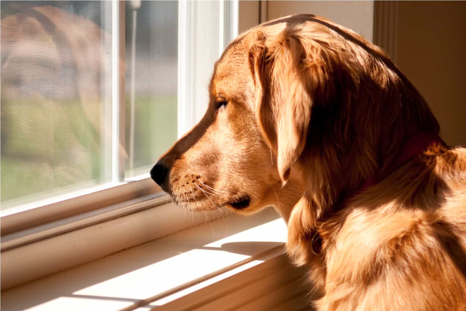  Golden Retriever standing by window