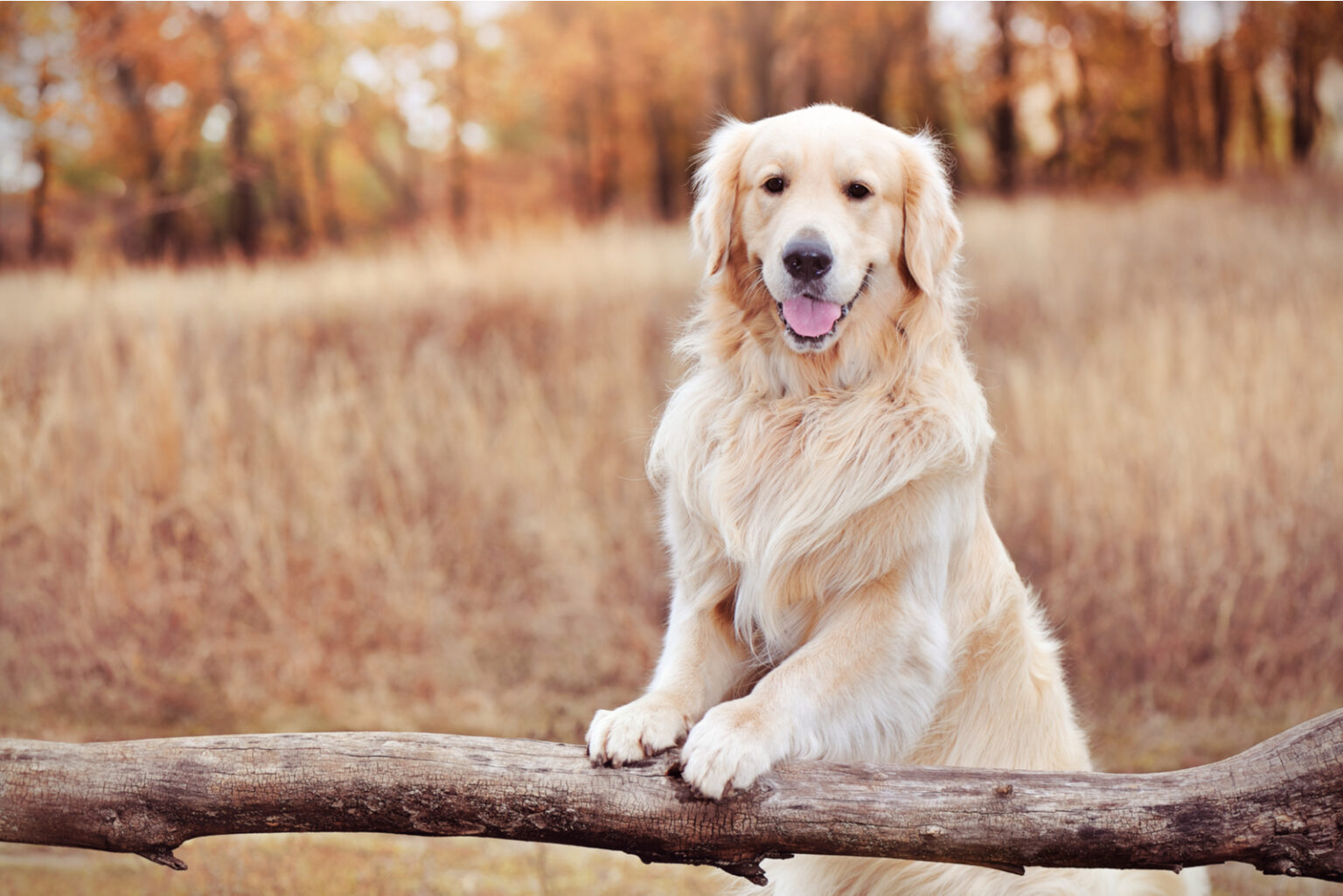 The Top 10 Best Golden Retriever Breeders In