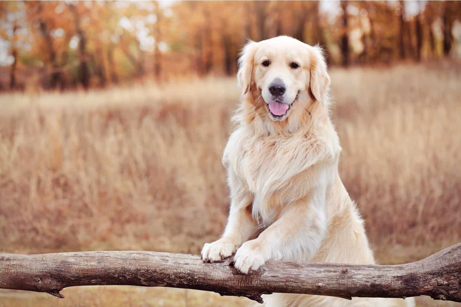 Golder retriever holding paws on a wooden fence