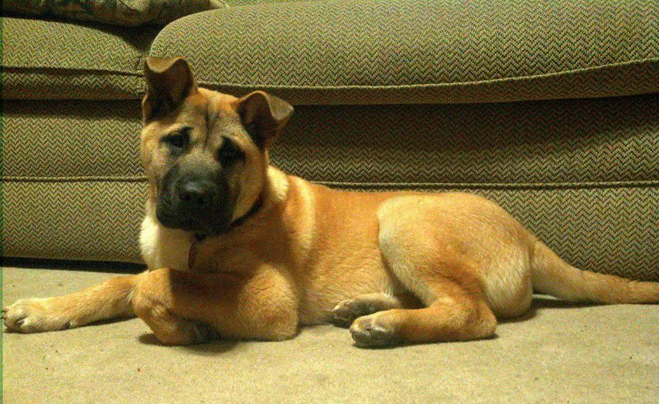 Great Chowdane dog