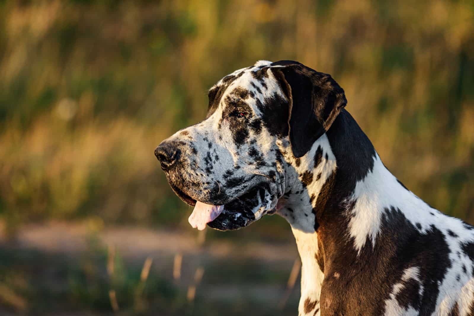 Great Dane Dalmatian