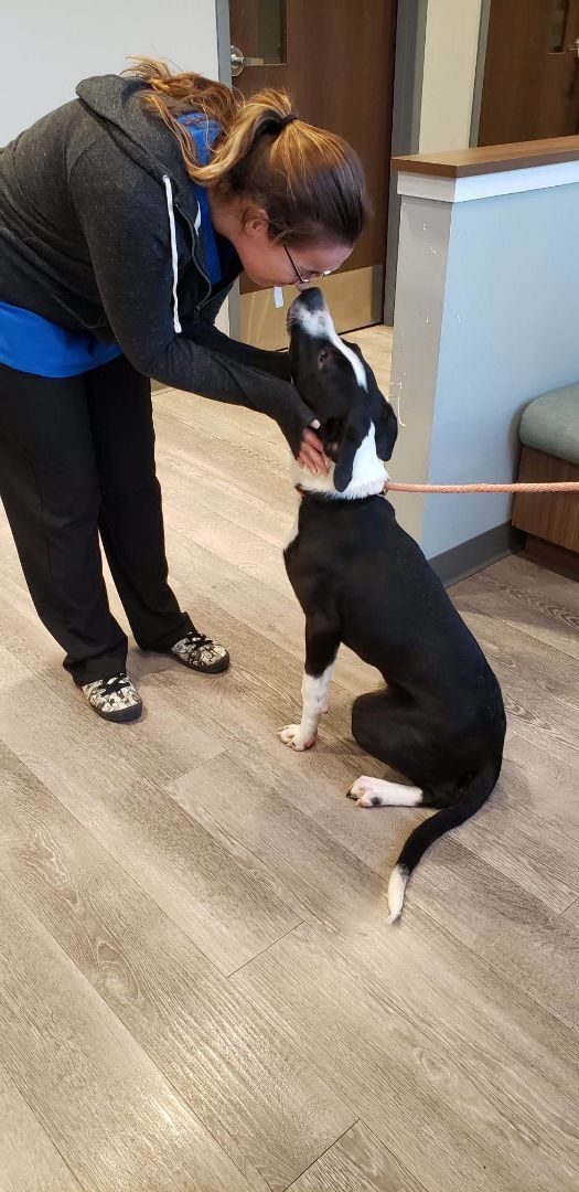 Great Dane Jack with owner kissing