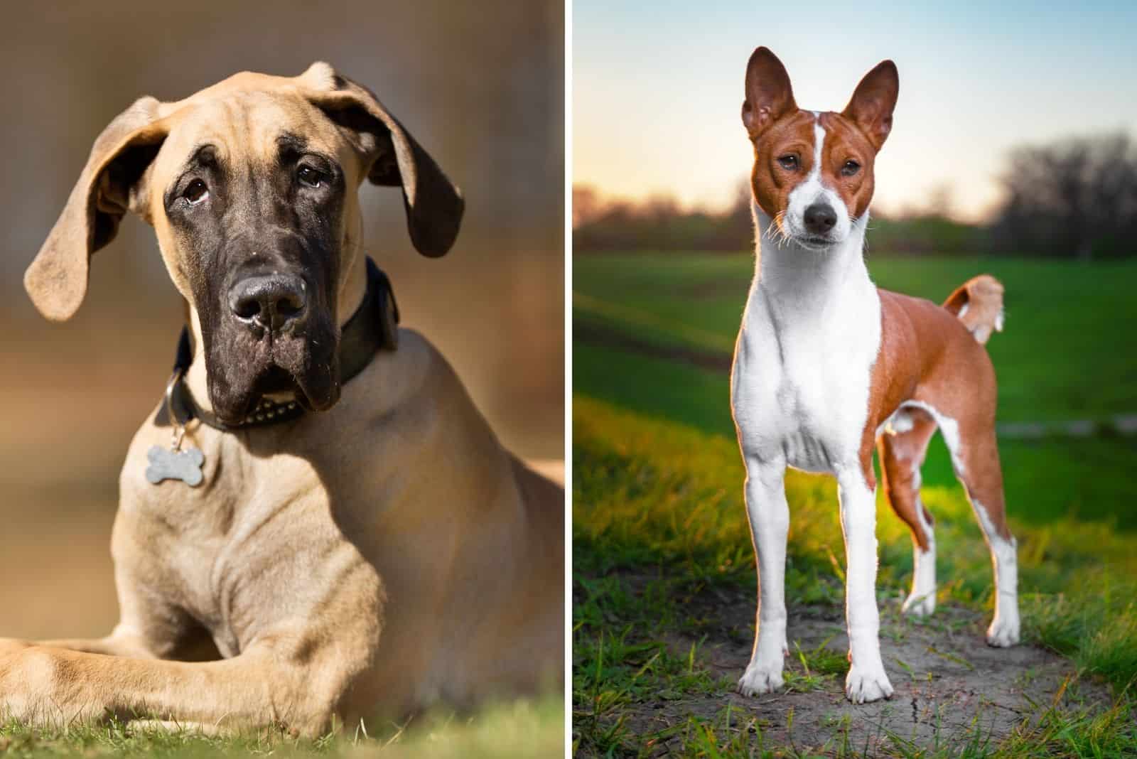 Great Dane Mixed With A Basenji