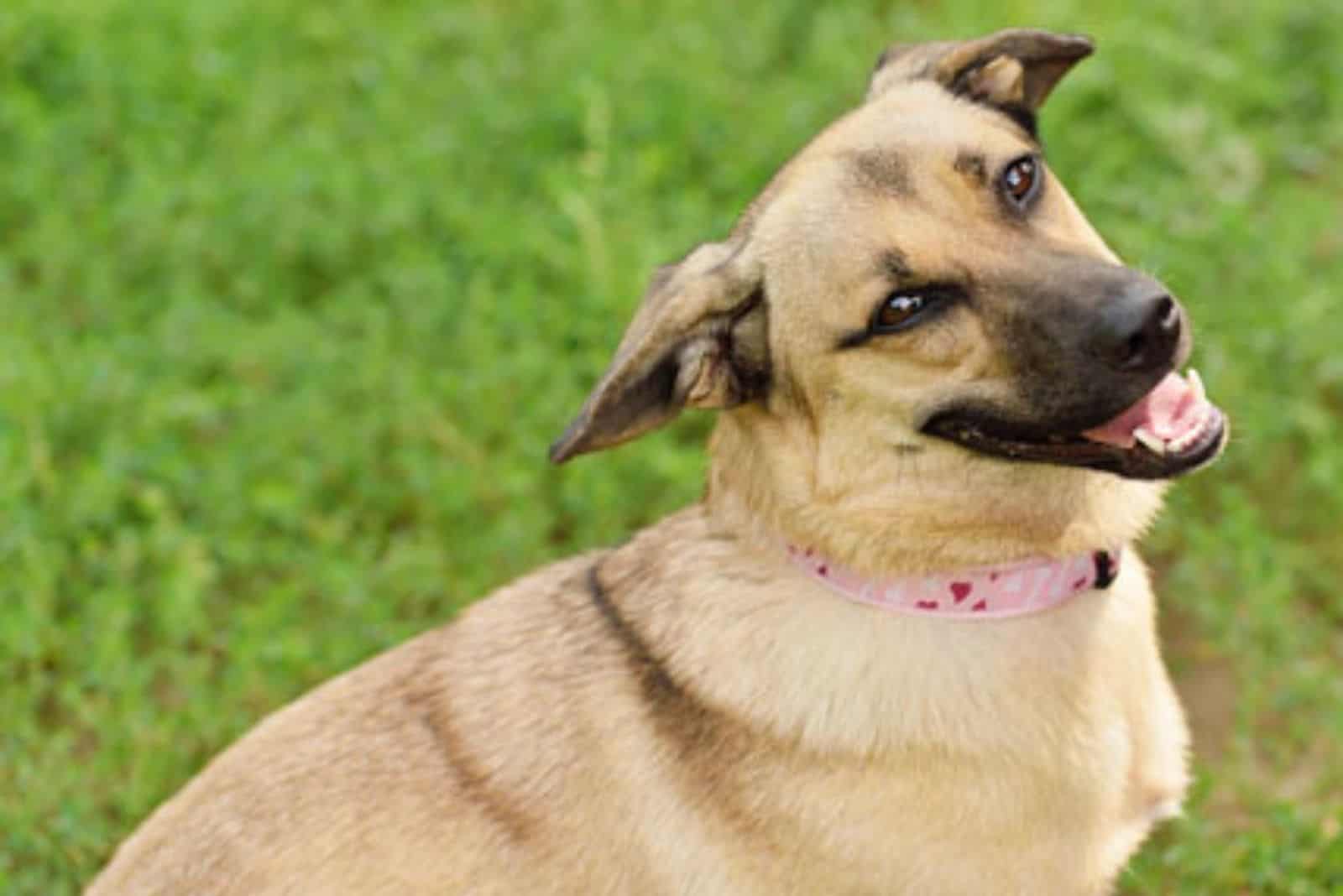 Great Dane Mixed With A Shiba Inu lies on the grass