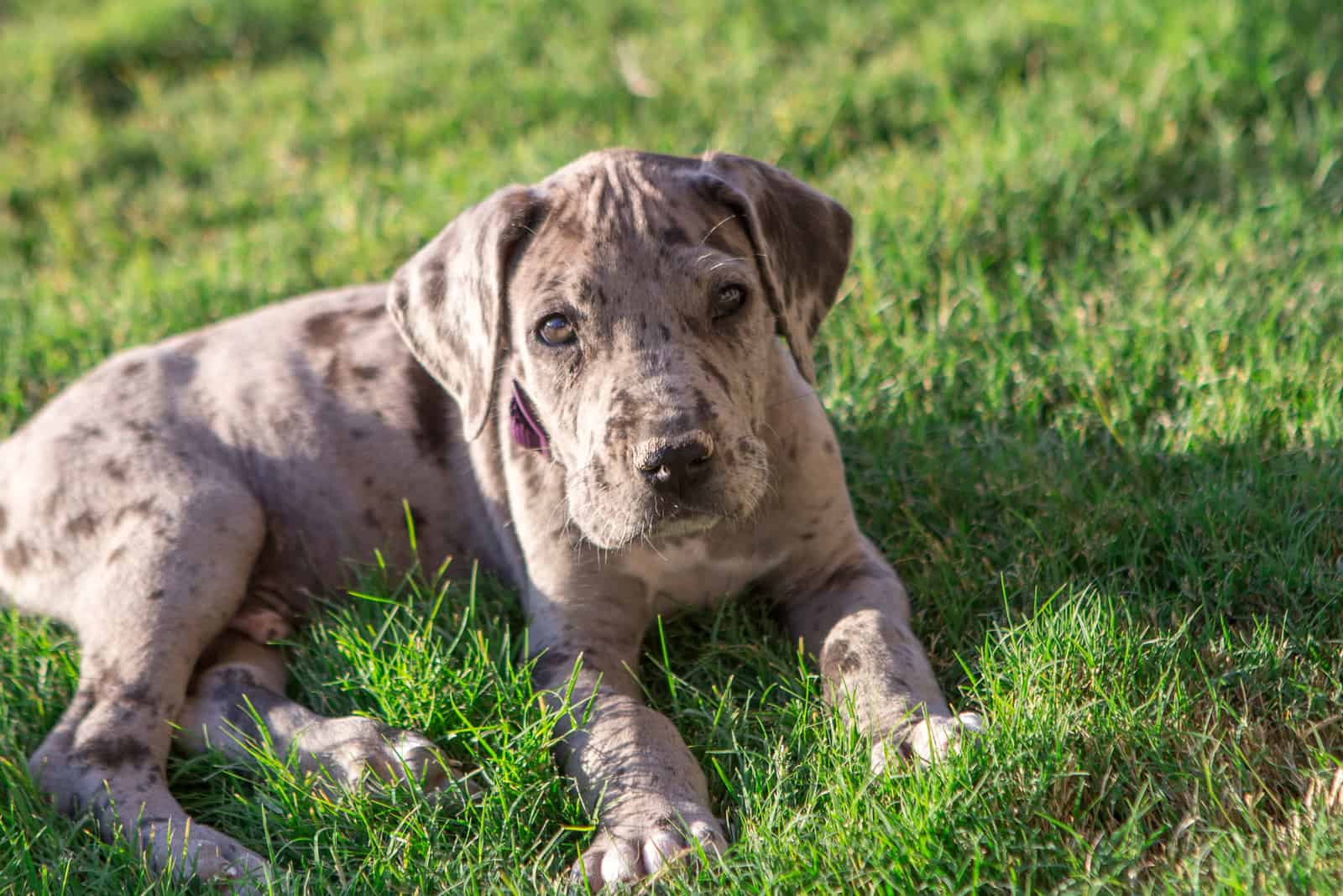 Great Dane Puppy sitting on grass