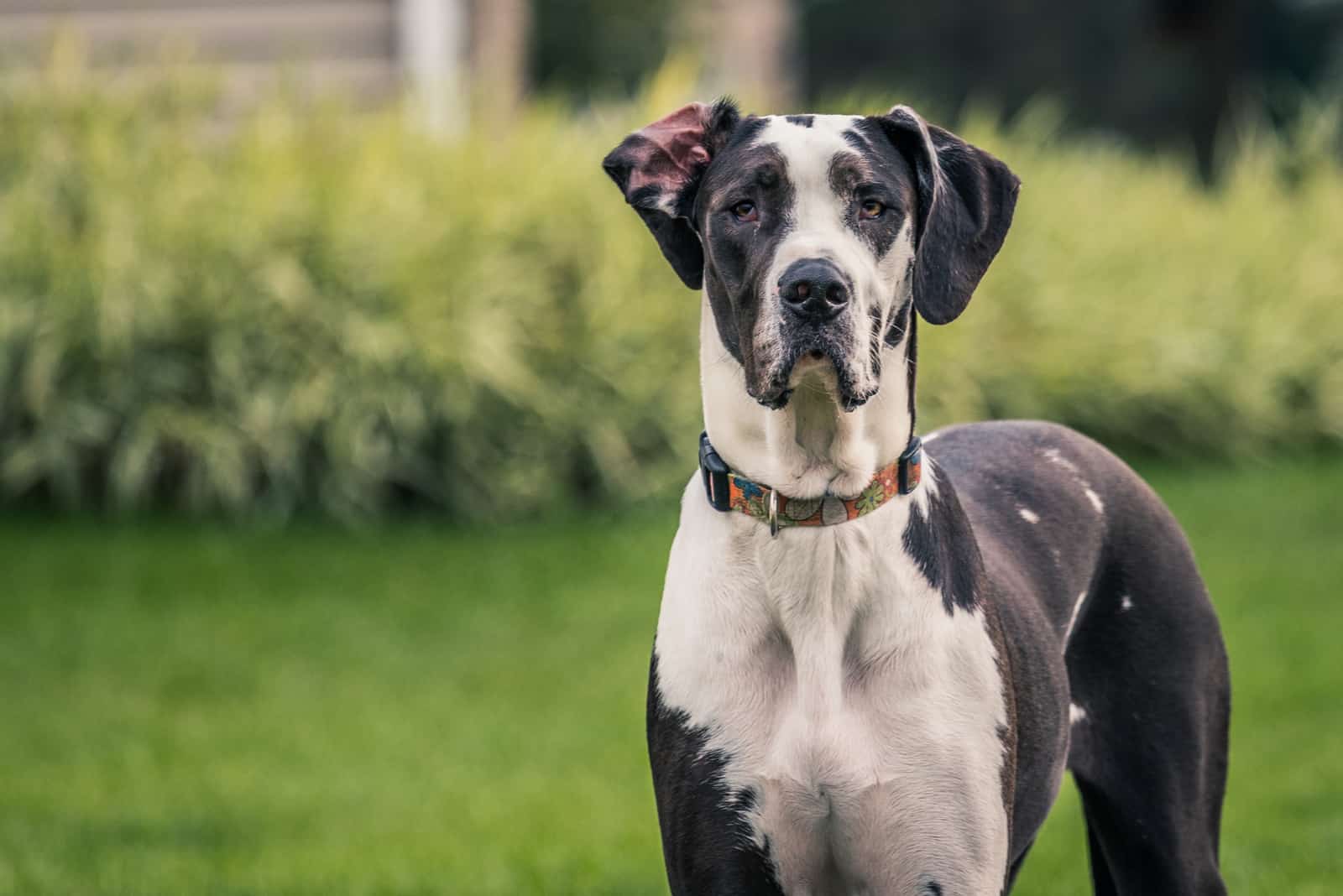 Great Dane standing outside looking at camer