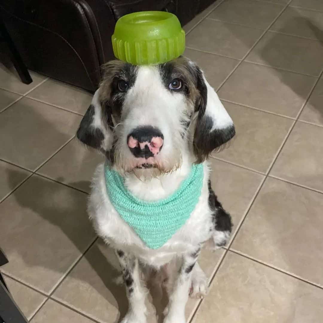 Great Danoodle playing