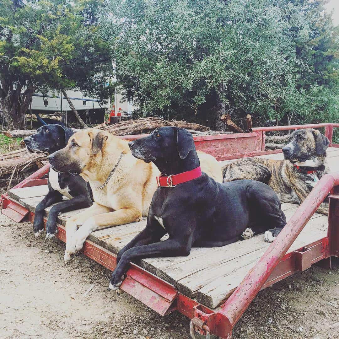 Great Kangal lies with other dogs