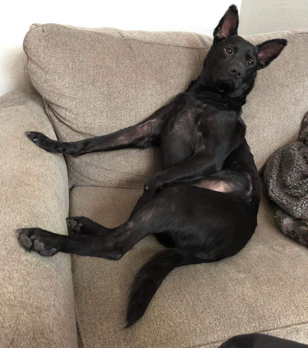 Great Xoloitzcuintli is lying on the couch