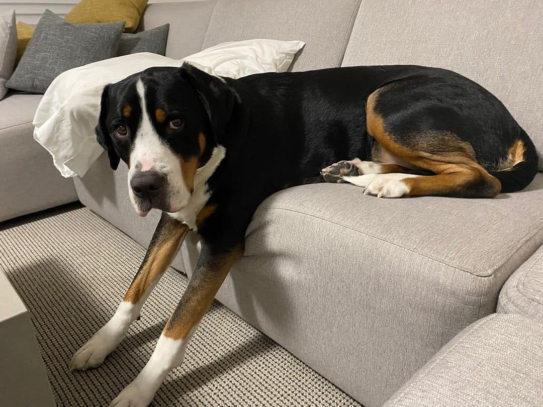 Greater Swiss Mountain Dane is lying on the couch