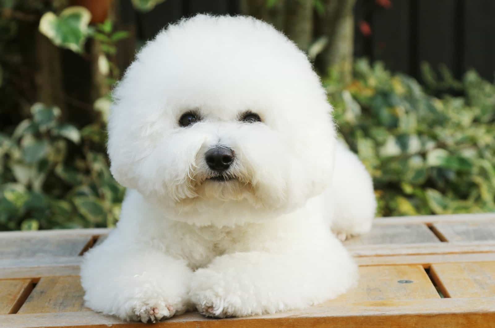 How Much Does A Bichon Frise Cost? Price And Expenses