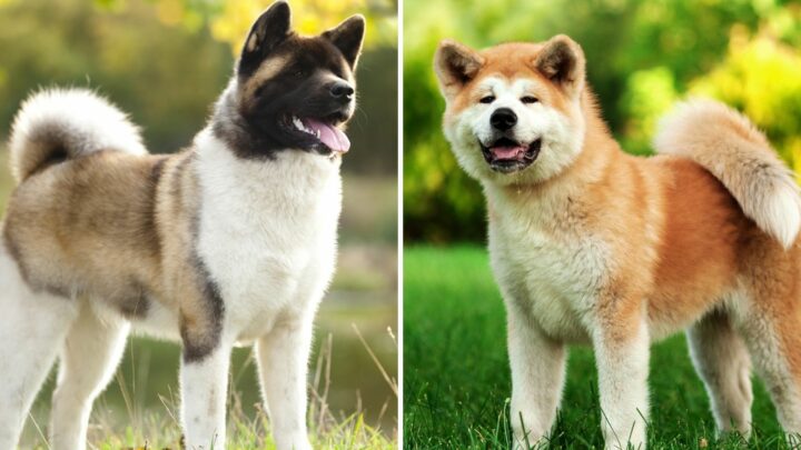 Japanese Vs. American Akita: Can You Tell Them Apart?