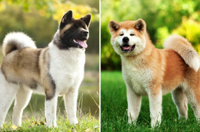 japanese vs american akita inu