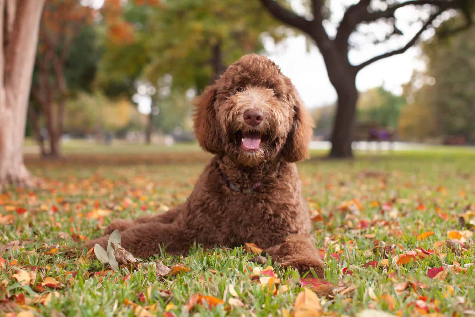 Labradoodle sitting on grass in park