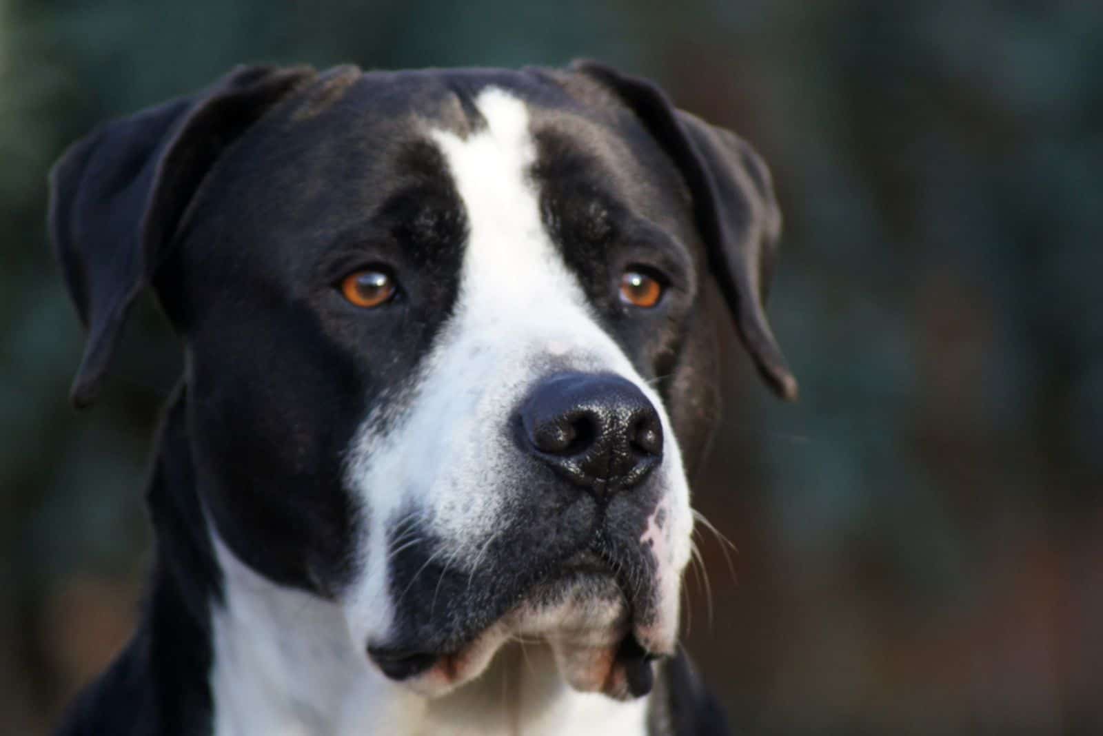 Large Black American Bulldog