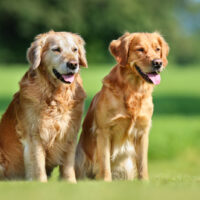 two Golden Retrievers standing on grass