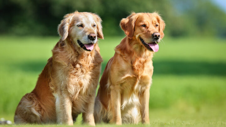 Male Vs Female Golden Retriever: What’s The Difference?