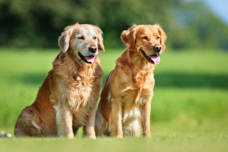 two Golden Retrievers standing on grass