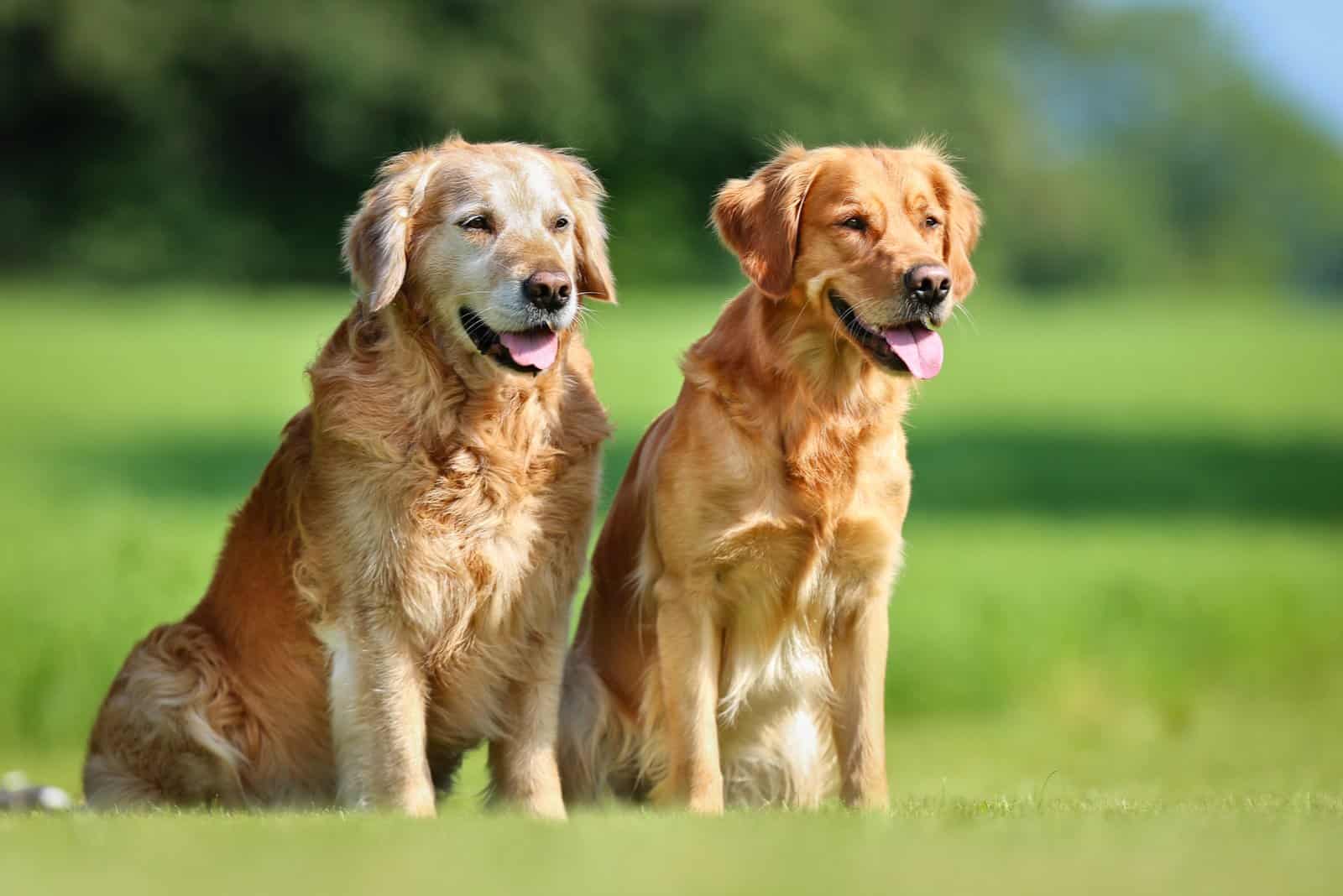 Male Vs Female Golden Retriever: What’s The Difference?