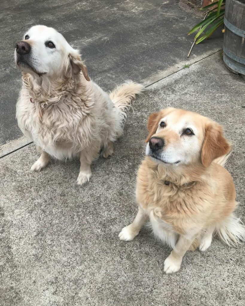Male Vs Female Golden Retriever What’s The Difference?