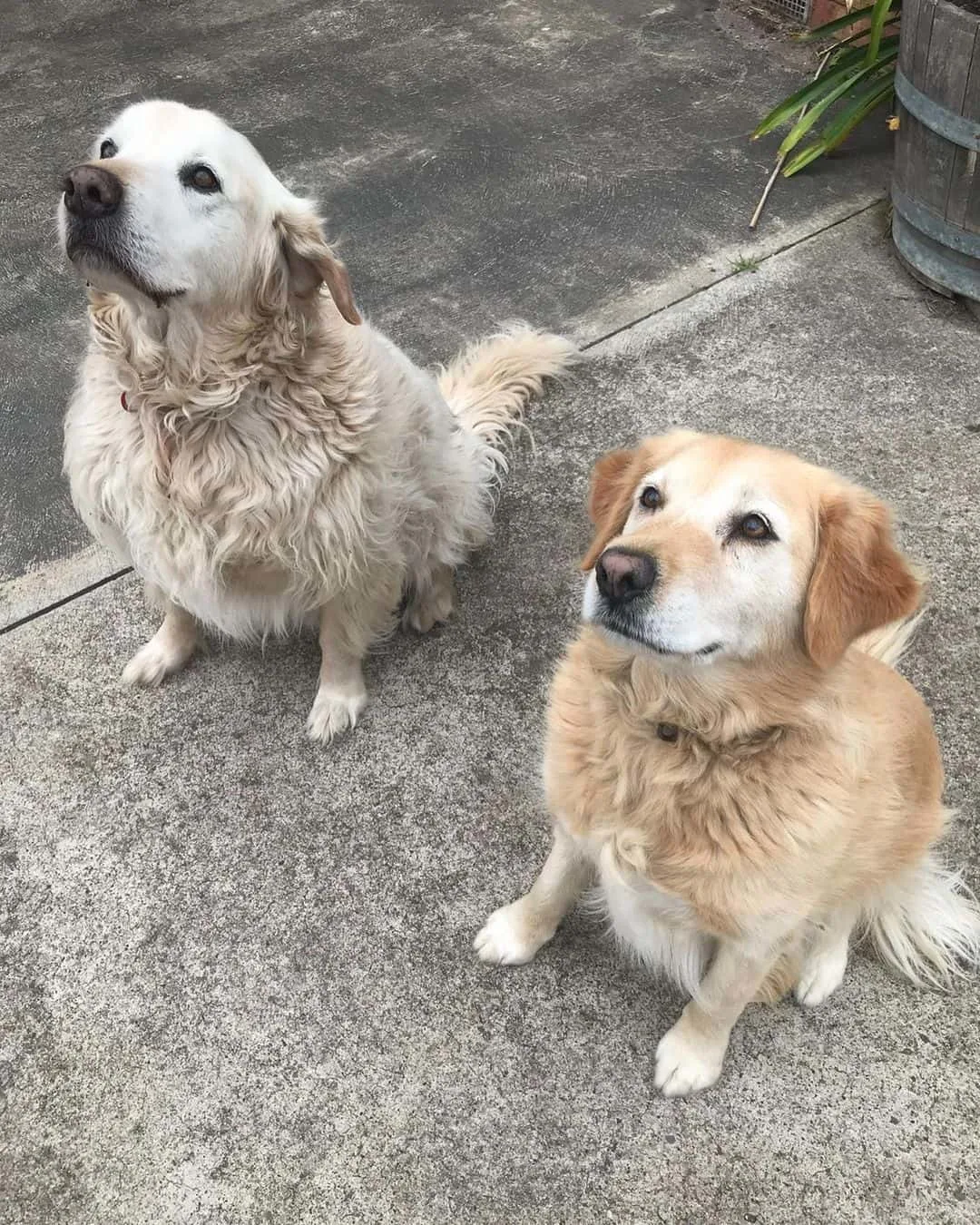 Male and Female Golden Retriever looking up